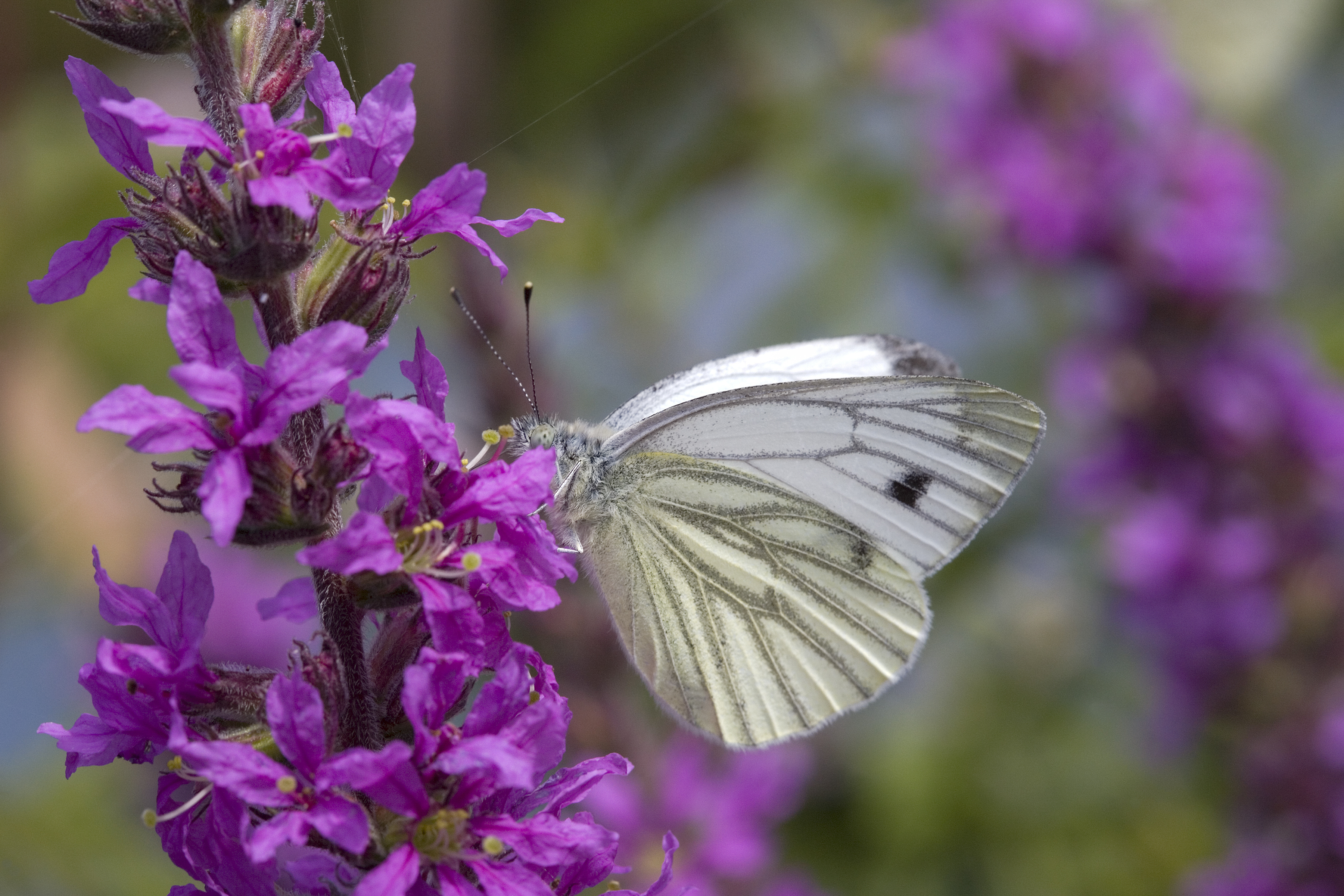 map of martian settlements/oceans